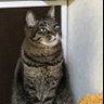 ヒデ(4代目) 的头像