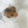 kamiotohide's profile picture