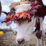 la vaca muuu's profile picture