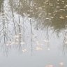 Фото профиля Starr Durrason