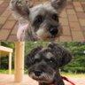 愛犬はプリチェリ 的头像