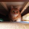 Gu-Mi profil fotoğrafı