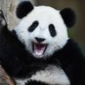 Panda 🐼 profil fotoğrafı