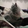 Profilbild von Ariadne 🇺🇦🇮🇱🐈🎨🌹📸