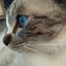 カキコ profil fotoğrafı