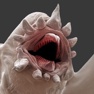 Nature Is Weird's profile picture