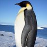 Фото профиля El Pingüi K