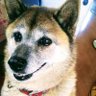 かなこ profil fotoğrafı