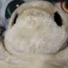 橘音色🐾 的头像