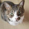 まるねこ's profile picture