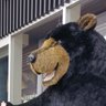 FarEastAdventurer's profile picture