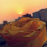 Profilbild von قدوتي رسول الله،،♥️