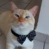 Gato de Gravata's profile picture