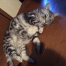dobobon profil fotoğrafı