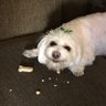 Conway Twinkle's profile picture