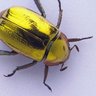 Profilbild von EL Escarabajo