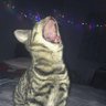 Naomi Bos's profile picture