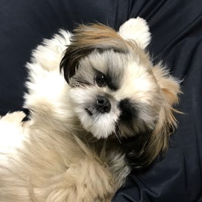 シーズーのズーコ♂'s profile picture