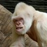 Фото профиля vagrantgorilla