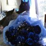 れいこねこ profil fotoğrafı