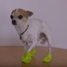 DogsHateBoots profil fotoğrafı