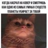 трясцяйогоматері's profile picture