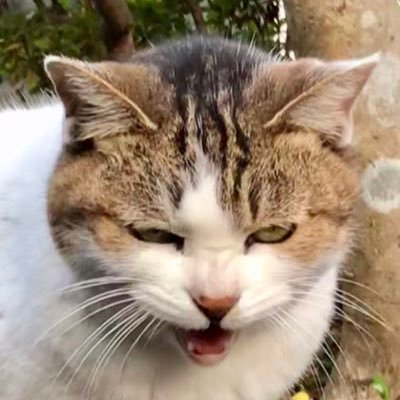 いんがめ←そろそろヤバゐ's profile picture