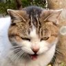 Profilbild von いんがめ←そろそろヤバゐ