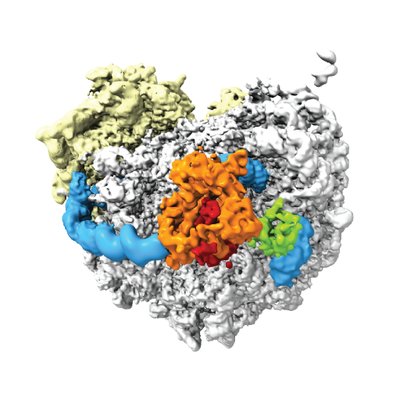BeckmannLab's profile picture