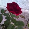 hananonok profil fotoğrafı