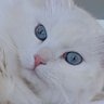 Lisa Hudson's profile picture