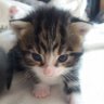 Flims Radar's profile picture