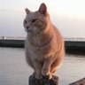 野郎が撮った猫動画 profil fotoğrafı