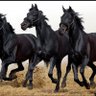 Sahipsiz54 profil fotoğrafı
