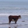 Leviathan's profile picture