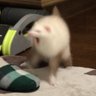 めいこ(ฅ'ω'ฅ)♪ profil fotoğrafı