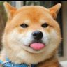 doge is so good's profile picture