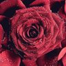 Фото профиля أم راكان