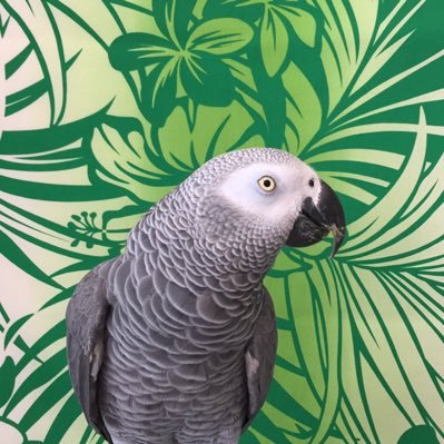 ドラえもん's profile picture