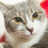 Felinadelsur's profile picture