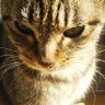 Profilbild von kunikoA