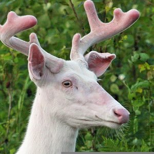 グンダ🦌WhiteDeer007🦌ダング's profile picture