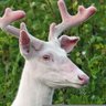 グンダ🦌WhiteDeer007🦌ダング's profile picture
