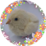 らむね profil fotoğrafı