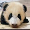 Profilbild von ナメダンゴ又の名をナメ・、カサンドラ・ダンゴ