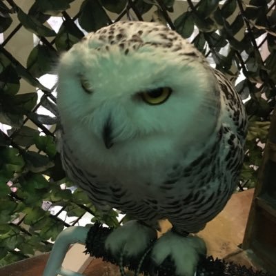 sho69463528's profile picture