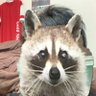 Profilbild von La chambre de Ryo
