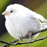 かわっち's profile picture