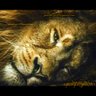 Фото профиля Nestor el animal nocturno