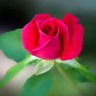 Ashoodokht🎒اشودخت's profile picture